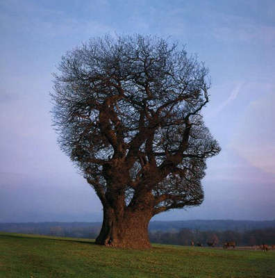 facetree